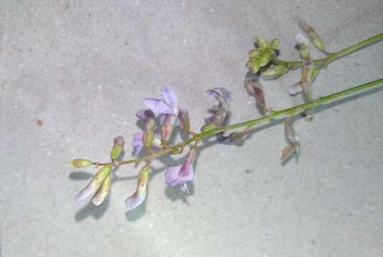 صورة Astragalus silvisteppaceus Knjaz.