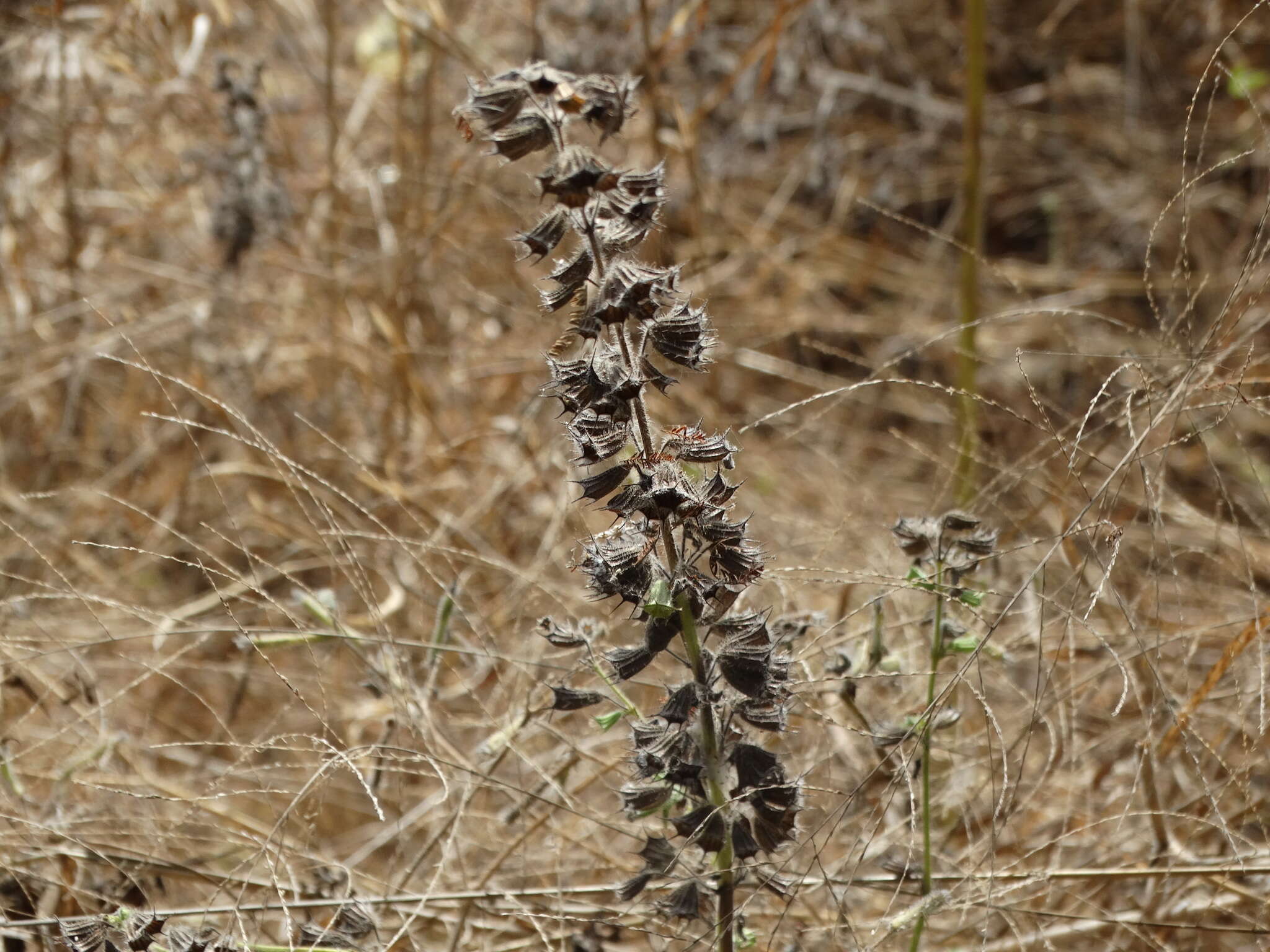 Image of Pignut