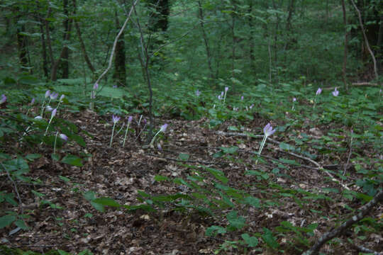 Image of showy colchicum