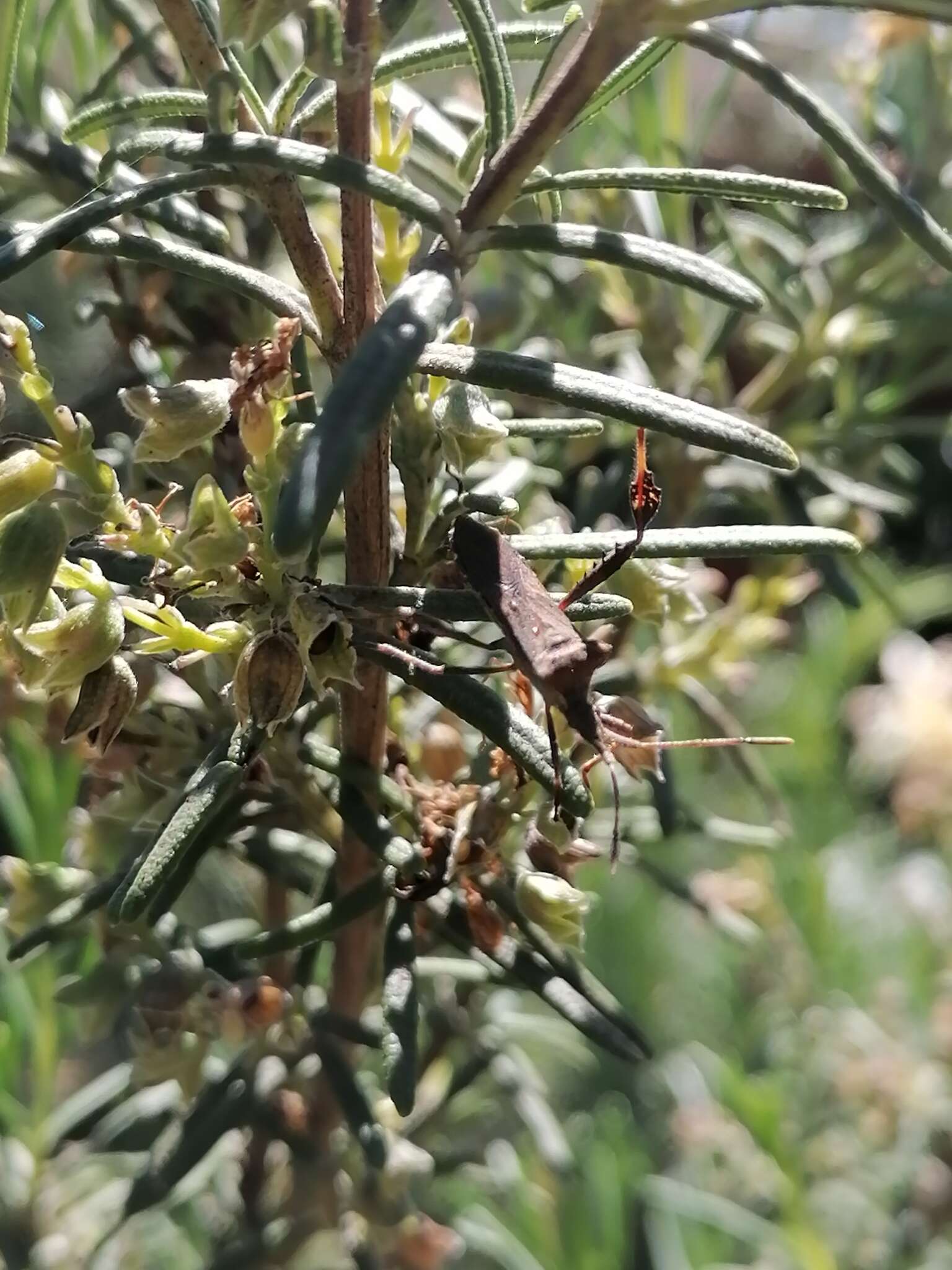 Image of Leaf-footed bug