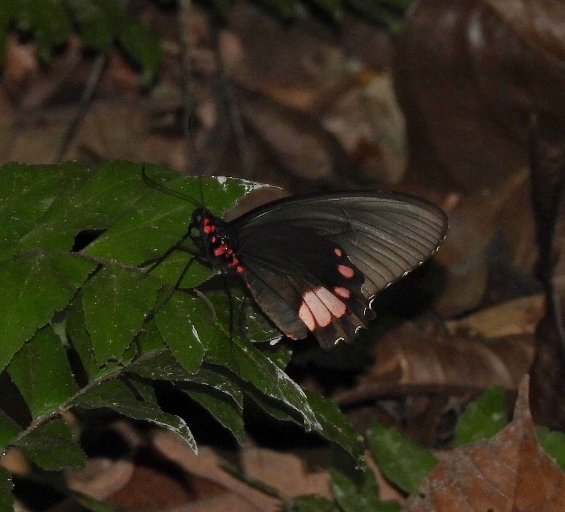 Parides sesostris (Cramer (1779))的圖片