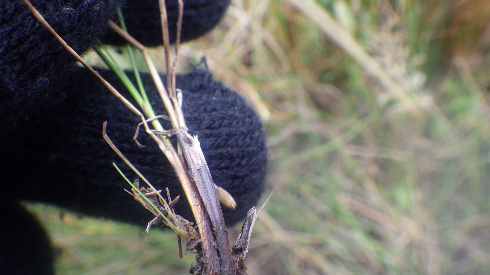 Image of Pacific Bog Sedge