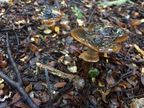 Image of Cortinarius majestaticus (E. Horak) T. P. Anderson & Orlovich 2016