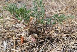 Image of Suksdorf's milkvetch