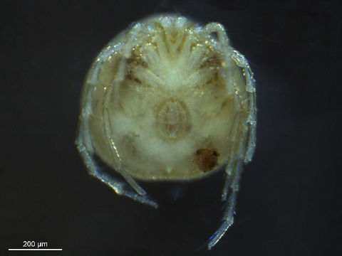 Image of Krendowskiidae