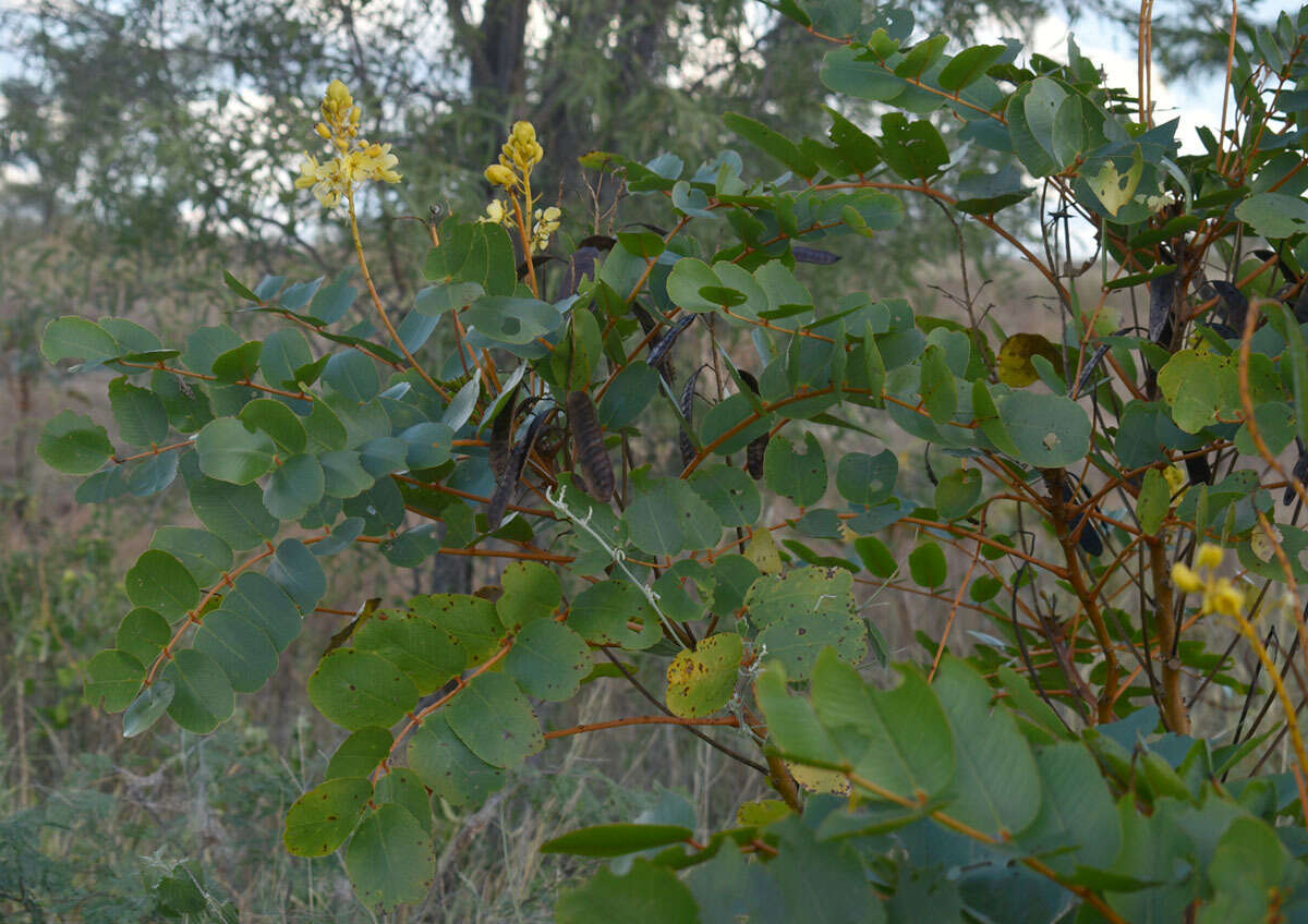 Image of <i>Senna magnifolia</i>