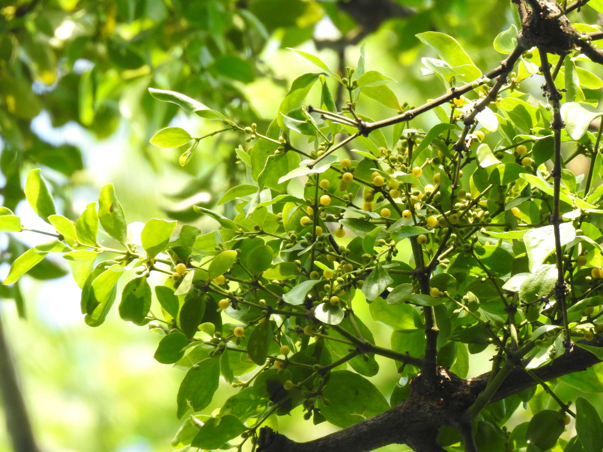 Image of Oval Mistletoe