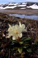 Image of Rhododendron aureum Georgi