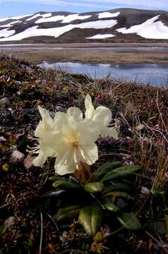 صورة Rhododendron aureum Georgi