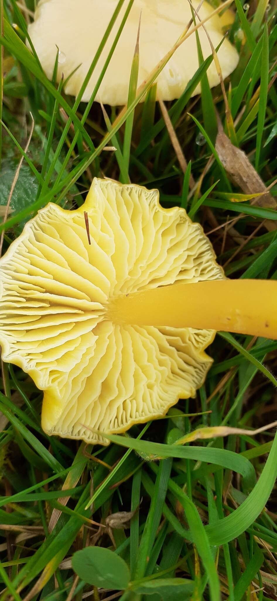 Hygrocybe chlorophana (Fr.) Wünsche 1877 resmi