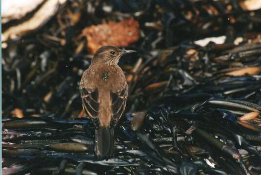 Image of Peruvian Seaside Cinclodes