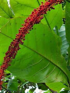 Coccoloba rugosa Desf. resmi