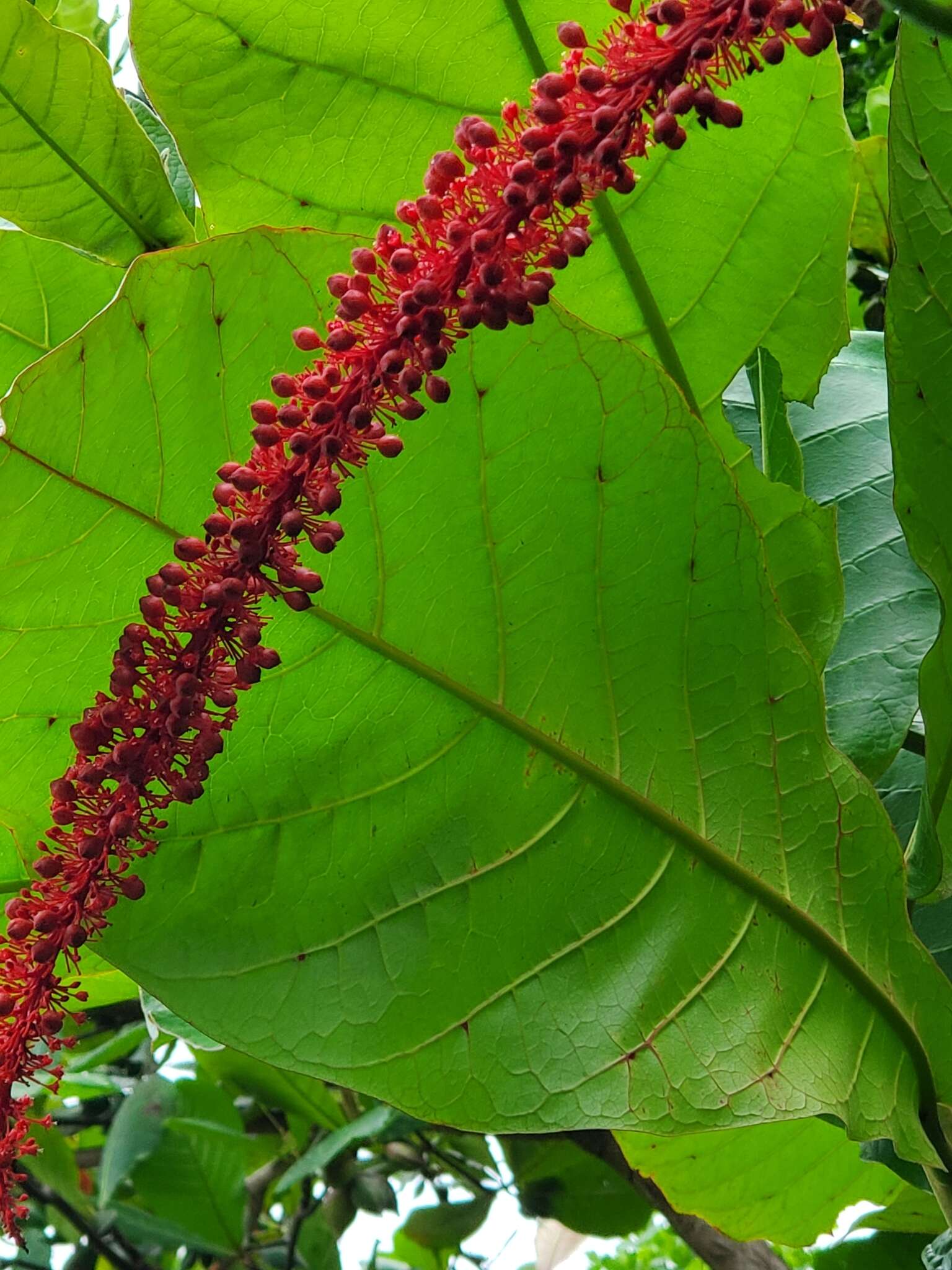 Coccoloba rugosa Desf. resmi