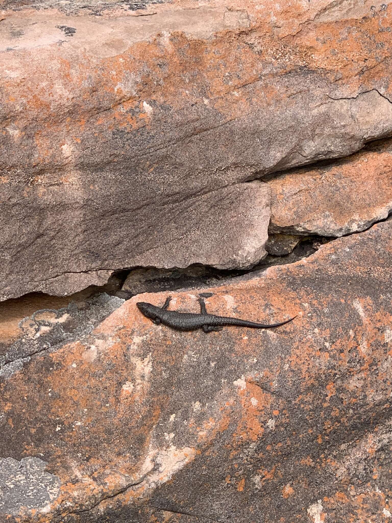 Image of King's Skink