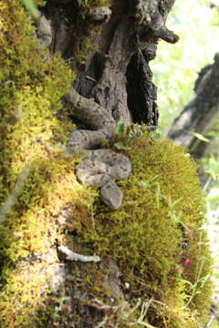 Crotalus lepidus maculosus Tanner, Dixon & Harris 1972 resmi