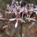 Image of Pelargonium bubonifolium (Andr.) Pers.