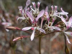 Image of Pelargonium bubonifolium (Andr.) Pers.