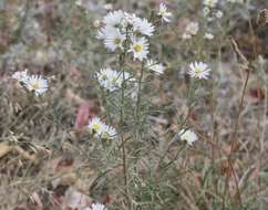 Image de Symphyotrichum porteri (A. Gray) G. L. Nesom