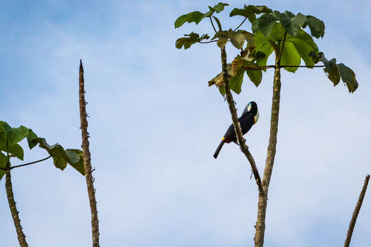 Image of Ramphastos tucanus cuvieri Wagler 1827