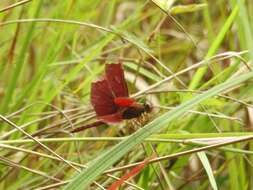 Image of Black Stream Glider