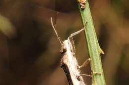 Image of Melanacanthus margineguttatus Distant 1911