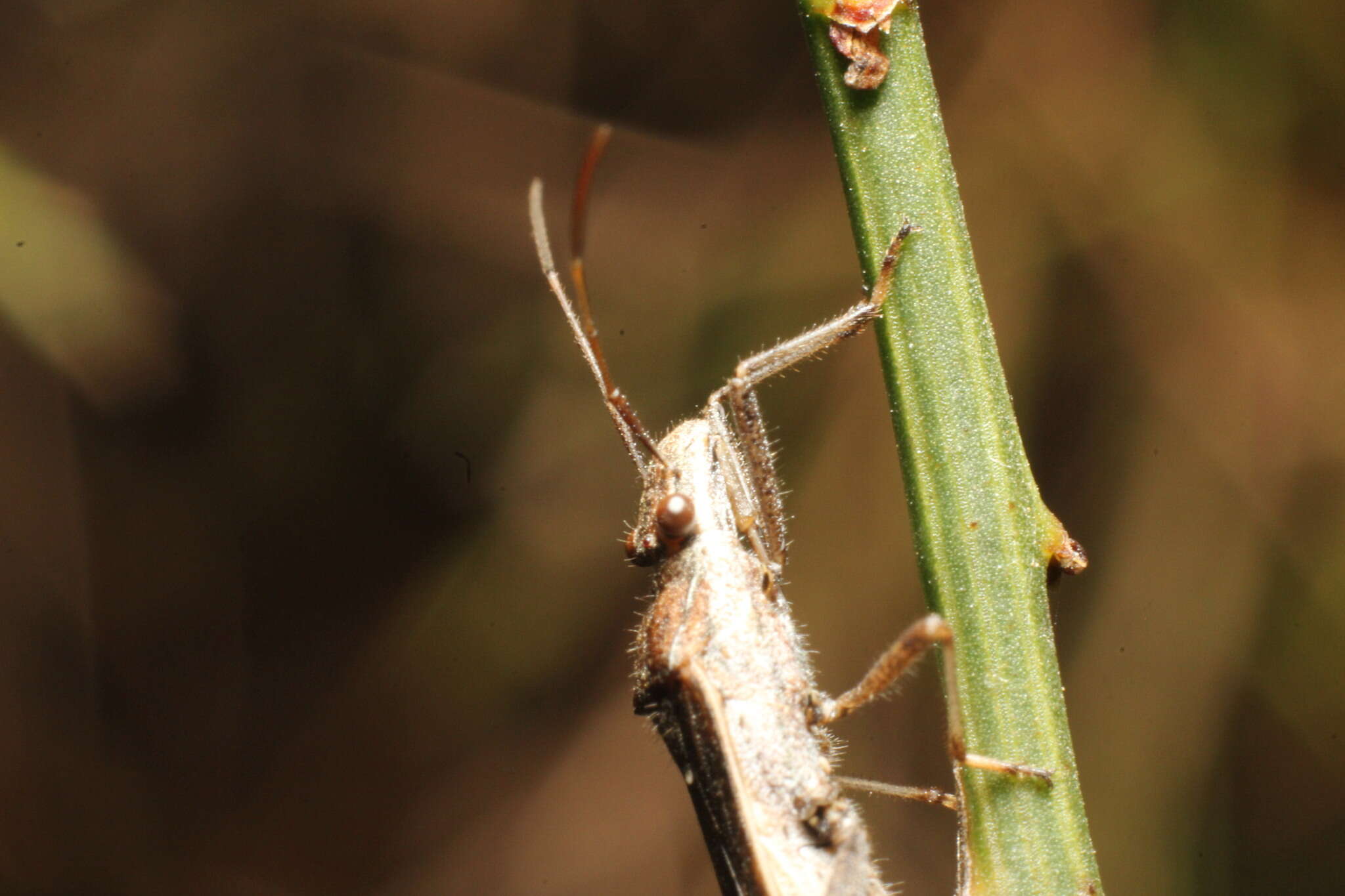 Imagem de Melanacanthus margineguttatus Distant 1911