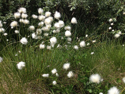 Image de Linaigrette dense