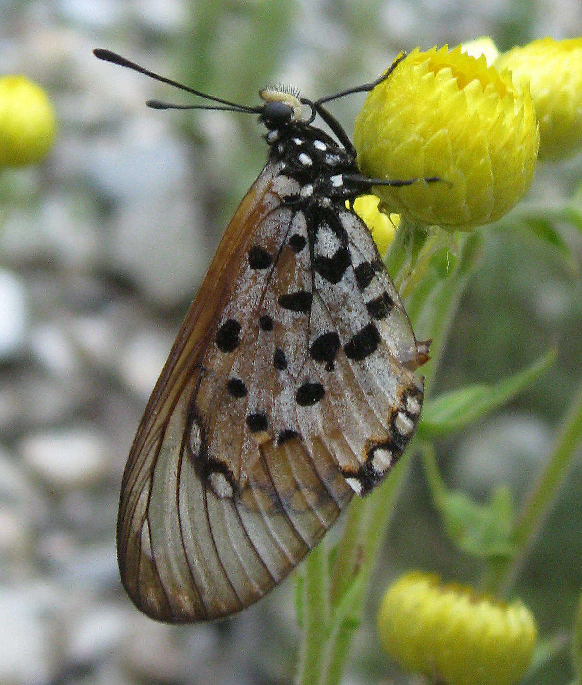 Image of Acraea horta Linnaeus 1764