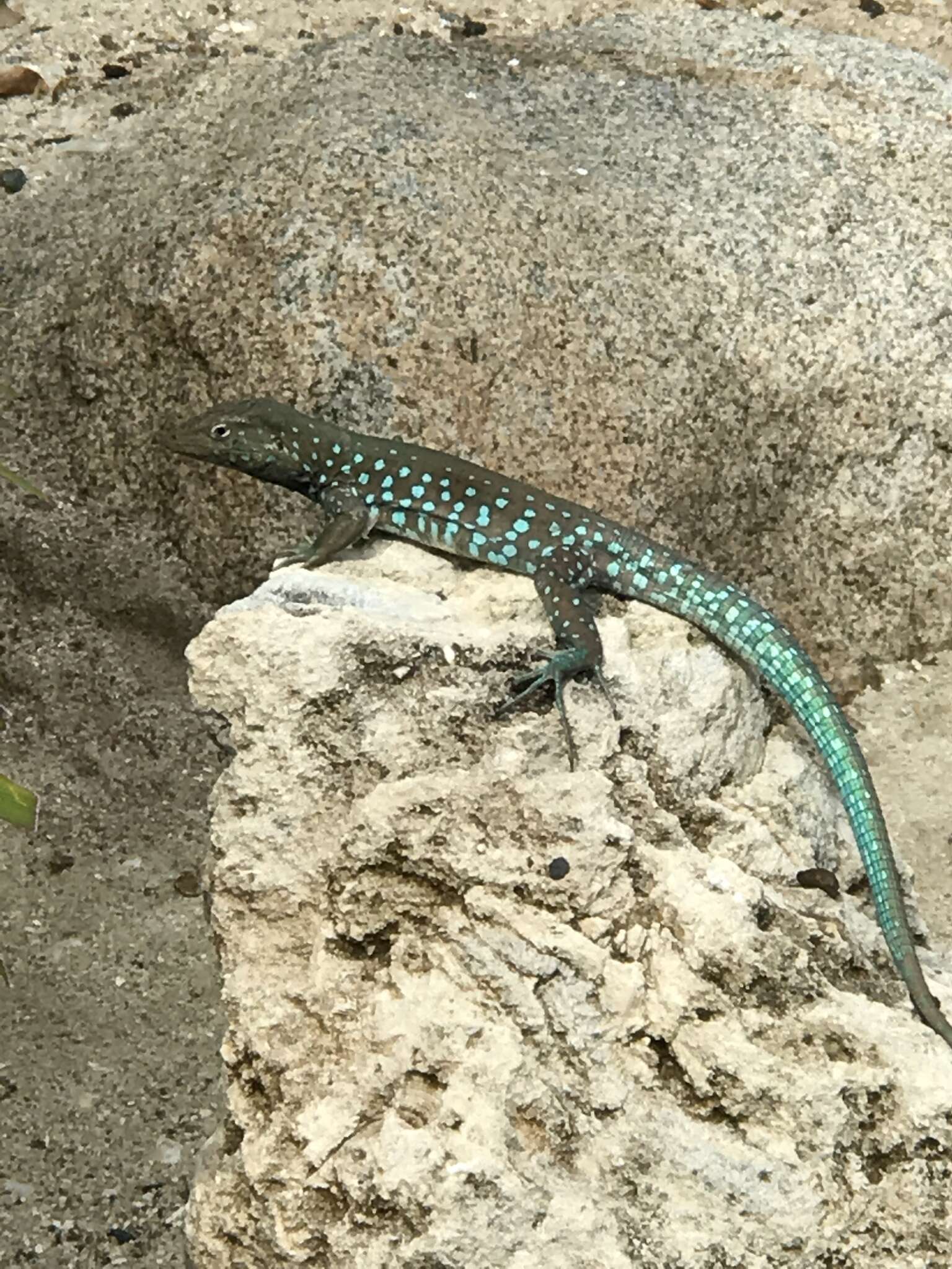 Image of Aruba Whiptail