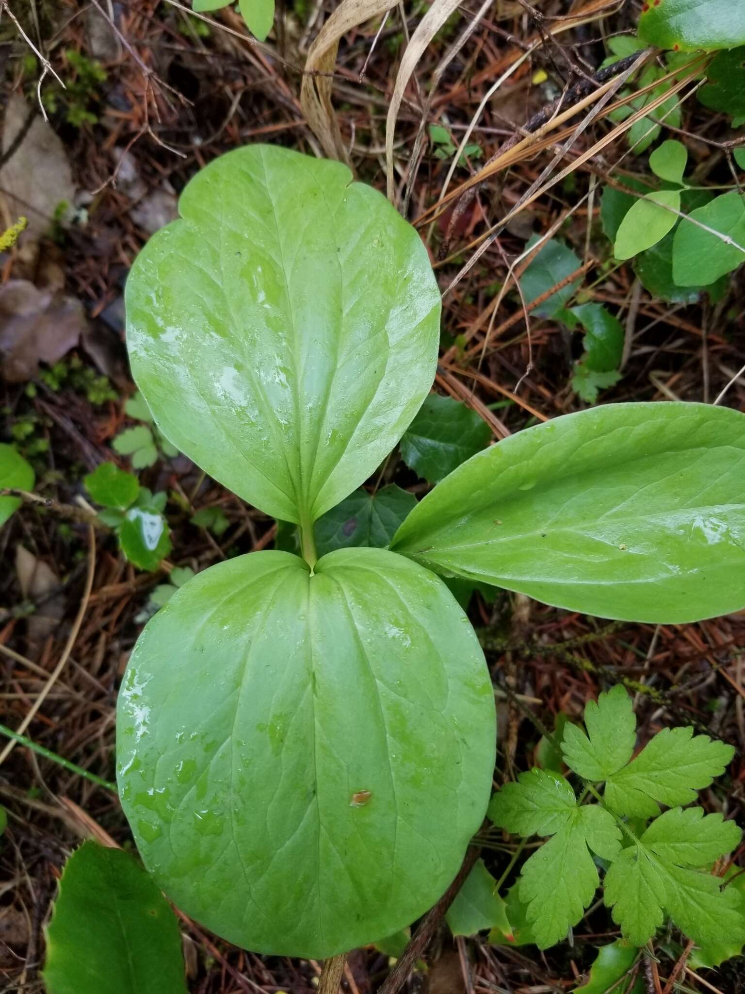 Image of Idaho trillium