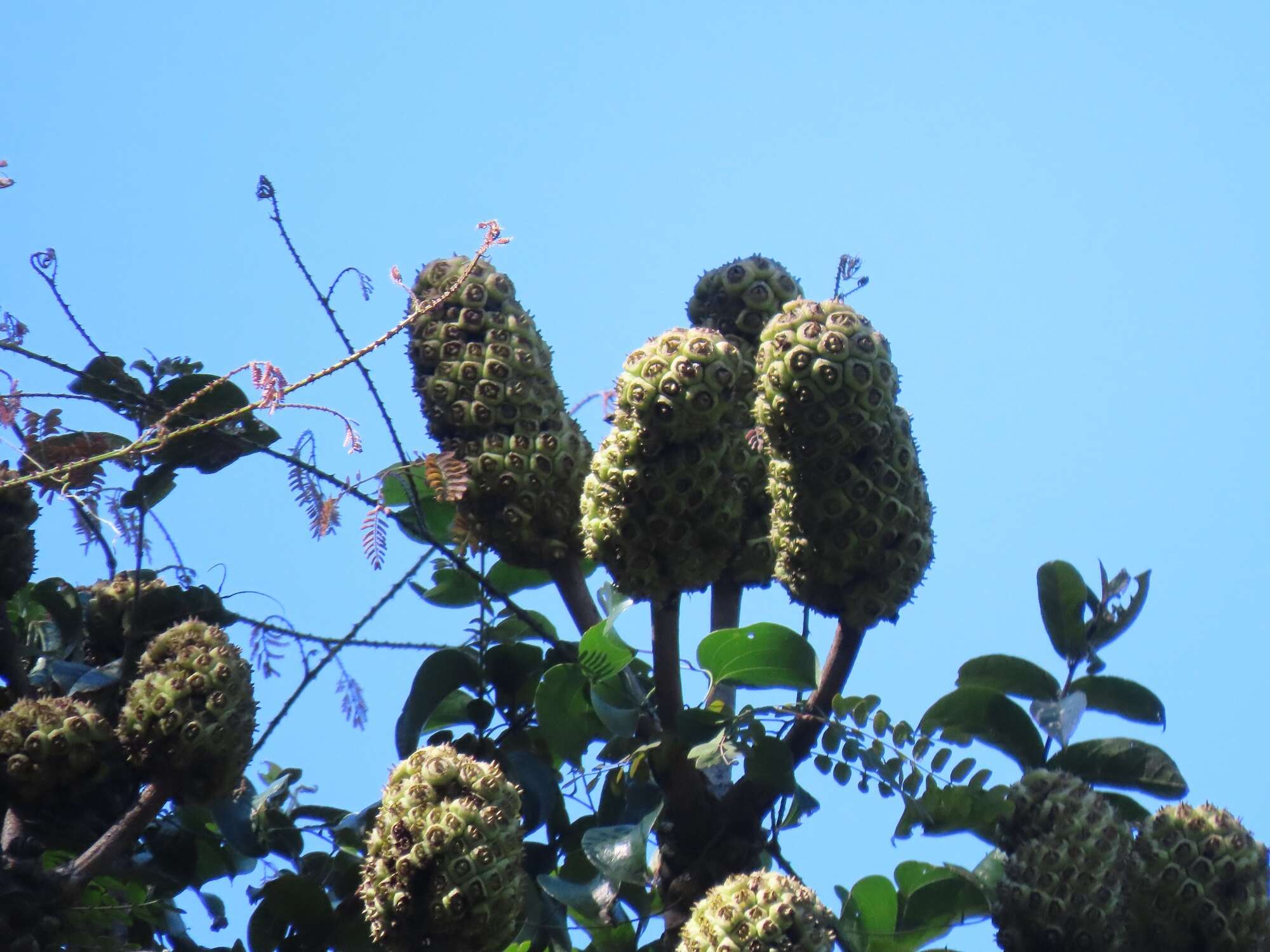 Image of Cussonia sphaerocephala Strey