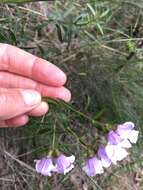 Image of Narrow-leaved Mint-bush