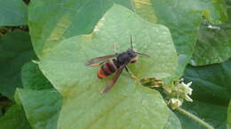 Image of Vespa velutina nigrithorax Buysson 1905