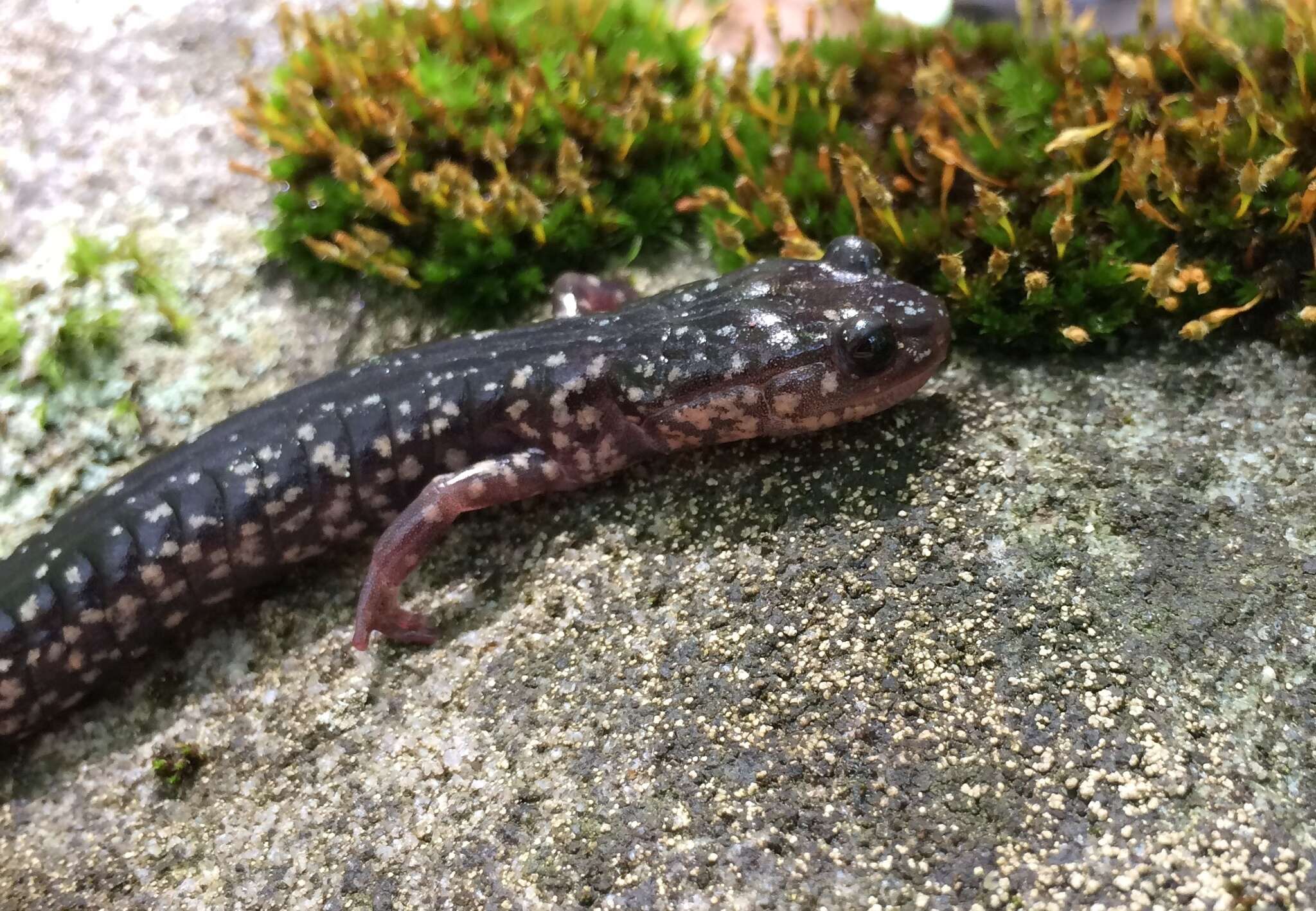 Image of White-spotted Salamander