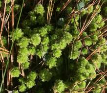 Image of pale bog-moss
