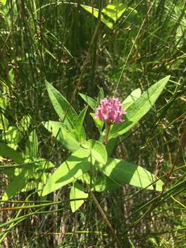 Plancia ëd Asclepias incarnata subsp. pulchra (Ehrh. ex Willd.) Woods.