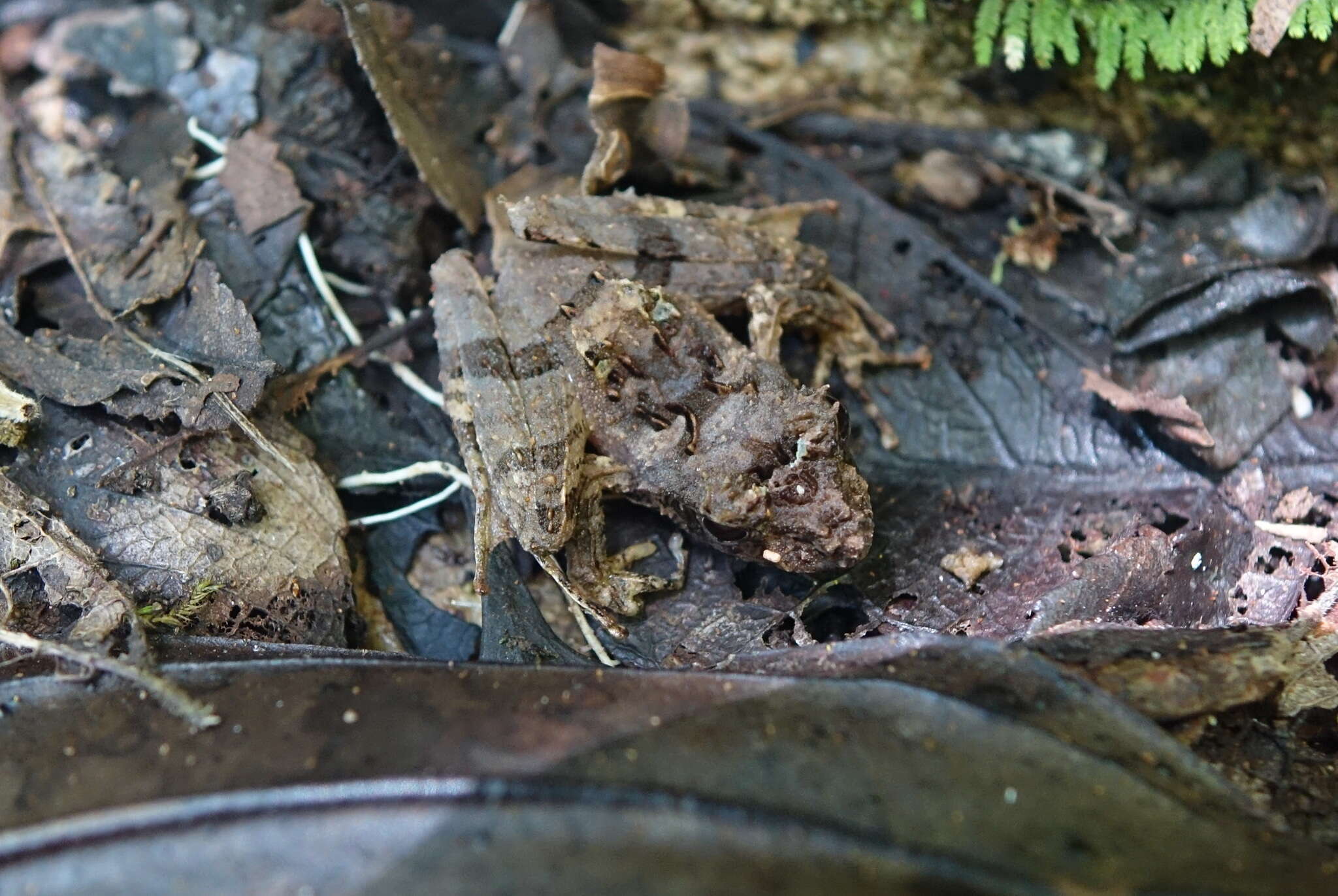 Слика од Gephyromantis ceratophrys (Ahl 1929)