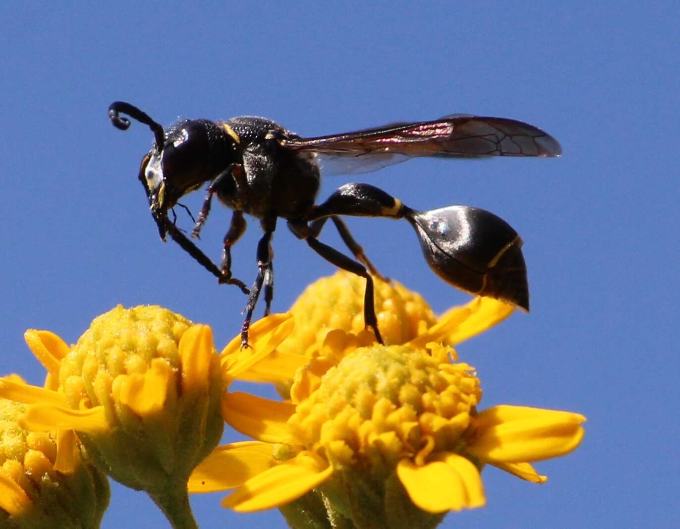 Image of Zethus nigricornis de Saussure 1875