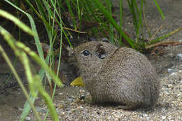 صورة Galea leucoblephara Burmeister 1861