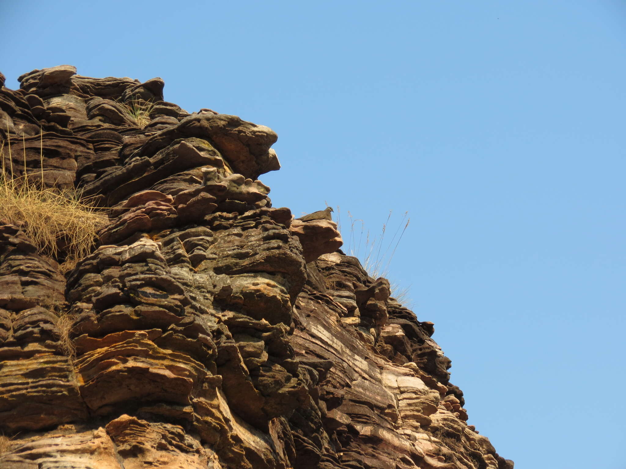 Image of Chestnut-quilled Rock Pigeon