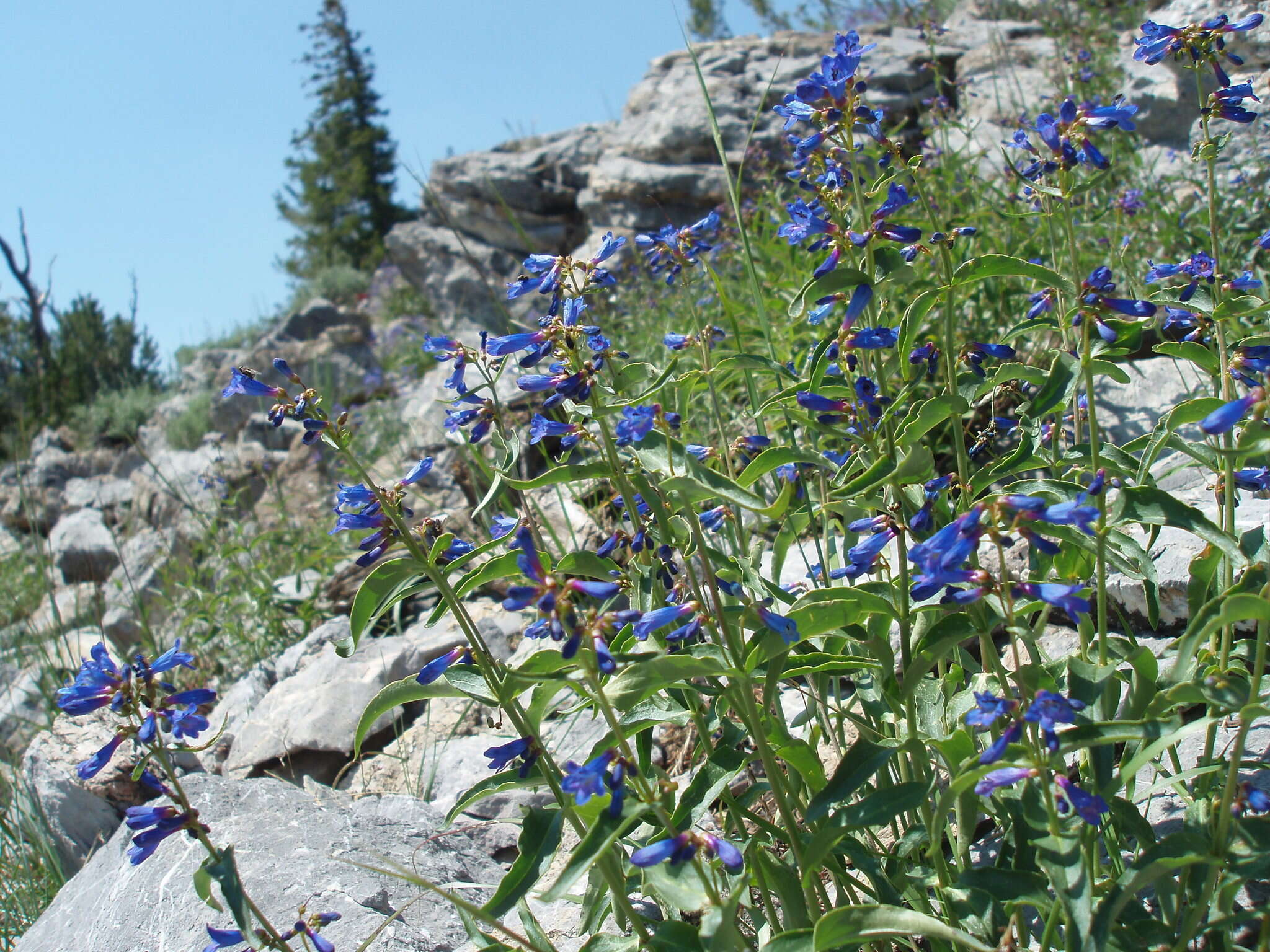 Image of Watson's penstemon