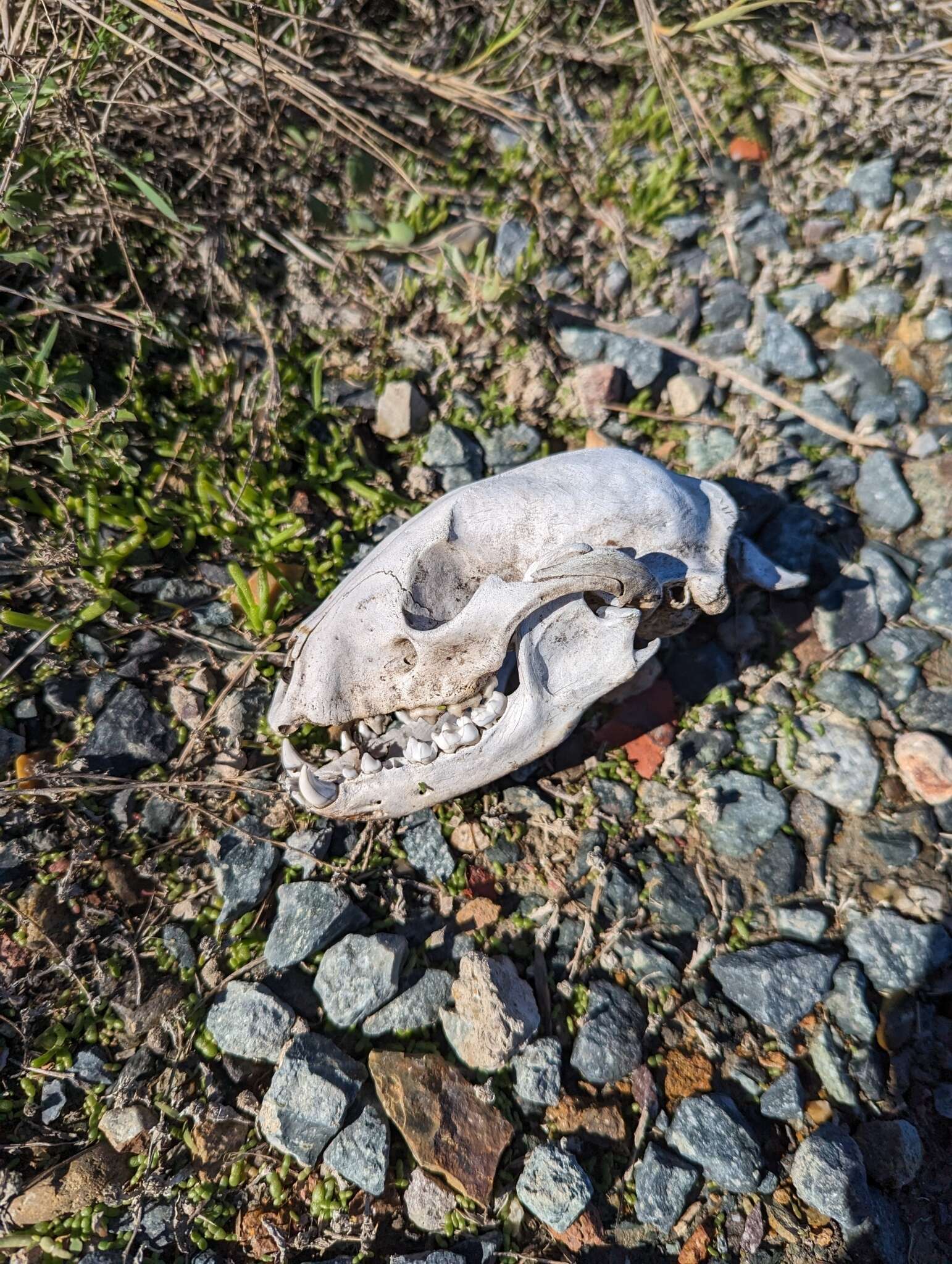 Image of California Raccoon