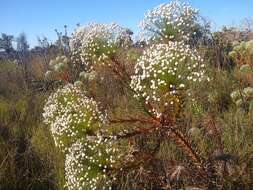 Image of Paepalanthus chiquitensis Herzog