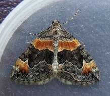 Image of Orange-barred Carpet