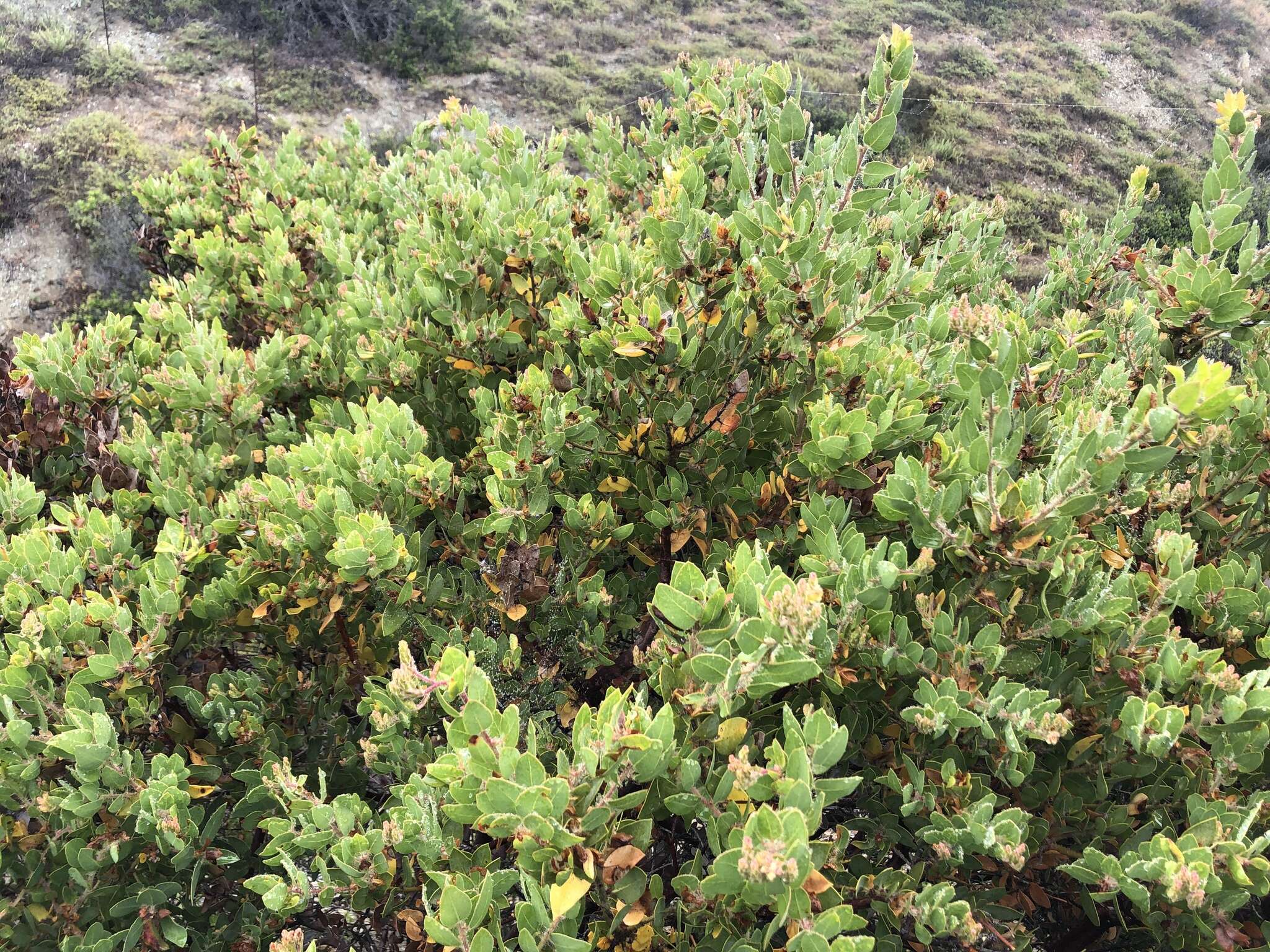 Image of Santa Catalina Island manzanita