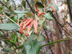 Image of Grevillea oxyantha subsp. oxyantha