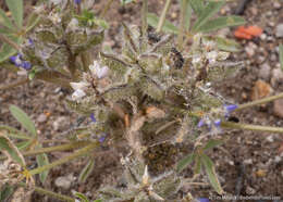 Image of Intermountain lupine