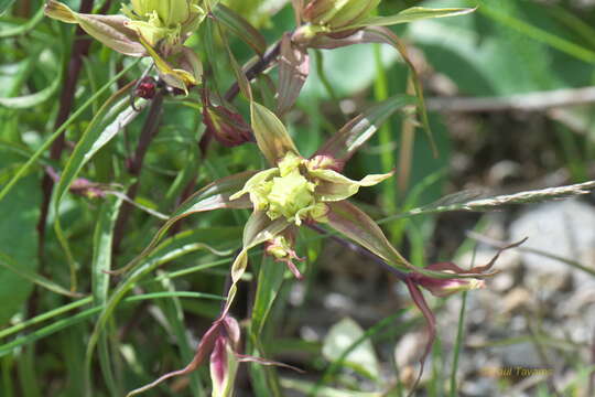 Image of Port Clarence Indian paintbrush