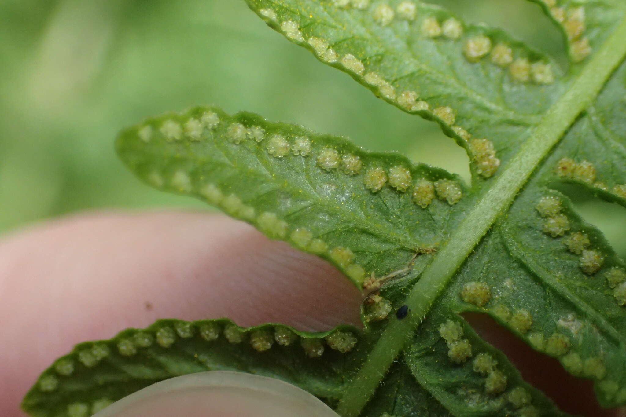 Слика од Oreopteris