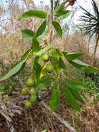 Sivun Vitex beraviensis Vatke kuva